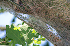 processionary moths