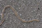 processionary moth loopers