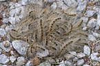 processionary moth loopers