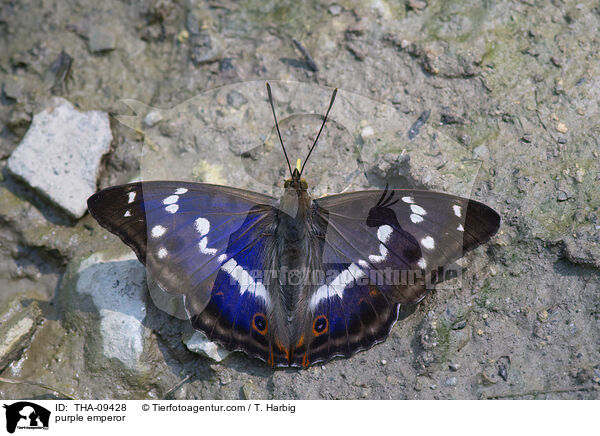 Groer Schillerfalter / purple emperor / THA-09428
