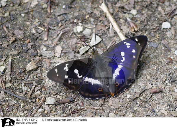 Groer Schillerfalter / purple emporer / THA-11349