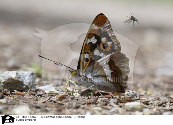 Groer Schillerfalter / purple emporer / THA-11352