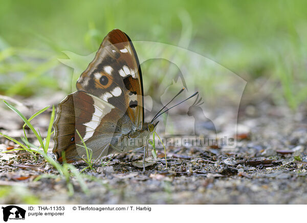 Groer Schillerfalter / purple emporer / THA-11353