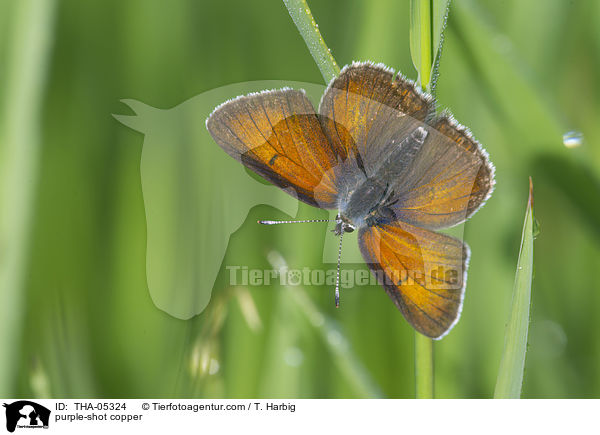 Violetter Feuerfalter / purple-shot copper / THA-05324