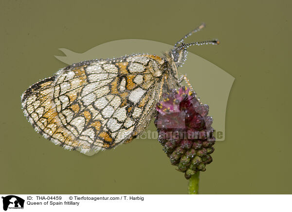 Queen of Spain fritillary / THA-04459
