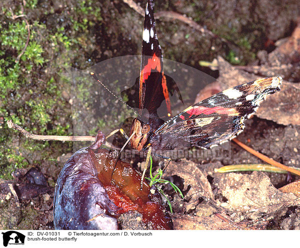 Admiral / brush-footed butterfly / DV-01031