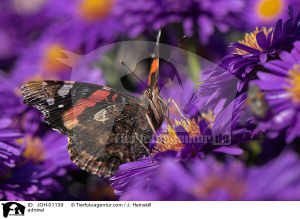 Admiral / admiral / JOH-01139