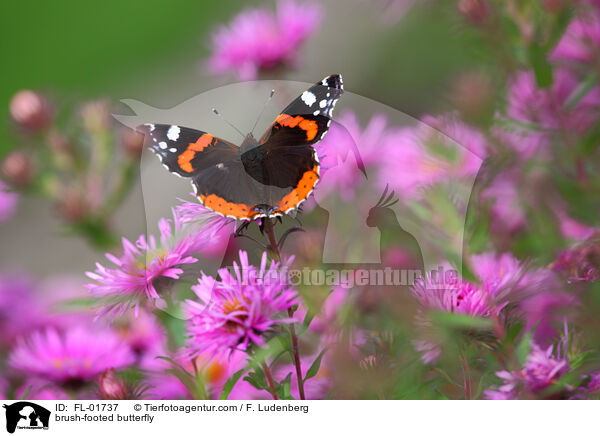 brush-footed butterfly / FL-01737