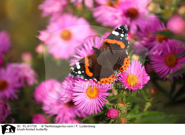 Admiral / brush-footed butterfly / FL-01739