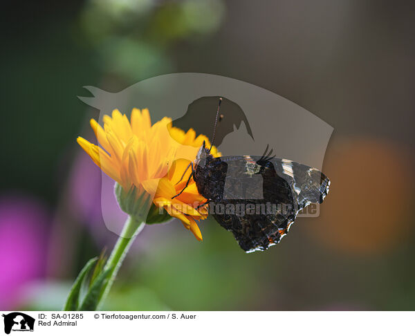 Admiral / Red Admiral / SA-01285