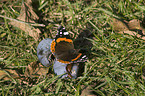 butterfly