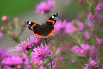 brush-footed butterfly