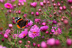 brush-footed butterfly
