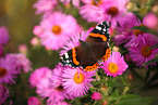 brush-footed butterfly