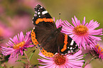 brush-footed butterfly
