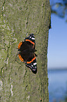 Admiral