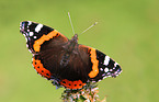 brush-footed butterfly