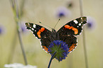 Red Admiral