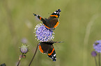 Red Admiral