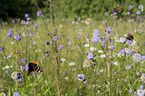 Red Admiral