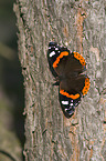 Red Admiral