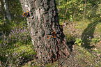 Red Admiral