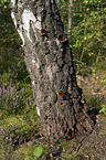 Red Admiral