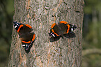 Red Admiral