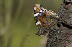 Red Admiral