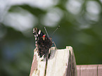 Red Admiral