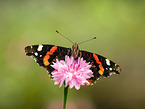 Red Admiral