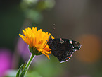 Red Admiral