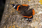 Red Admiral