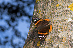 Red Admiral