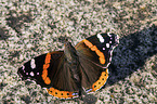 Red Admiral