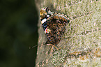 Red Admiral