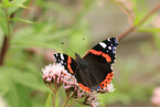 red admiral