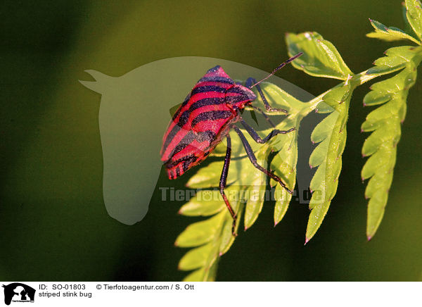 striped stink bug / SO-01803