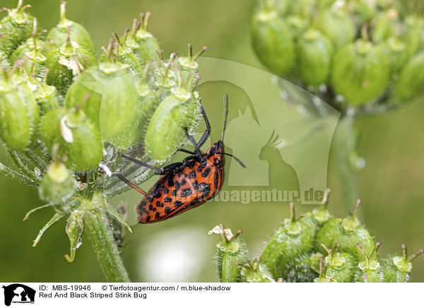Red And Black Striped Stink Bug / MBS-19946