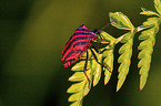 striped stink bug