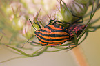 striped stink bug