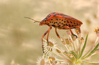 red and black striped stink bug