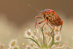 red and black striped stink bug