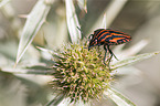 Red And Black Striped Stink Bug