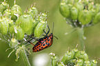 Red And Black Striped Stink Bug