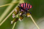 Italian striped bug