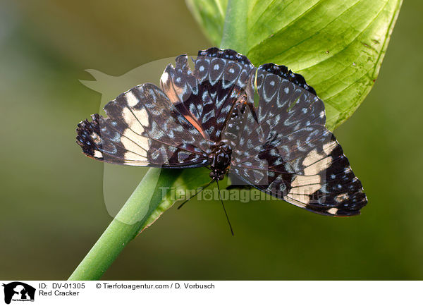 Red Cracker / DV-01305