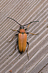 beetle