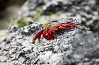 red rock crab