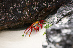 red rock crab
